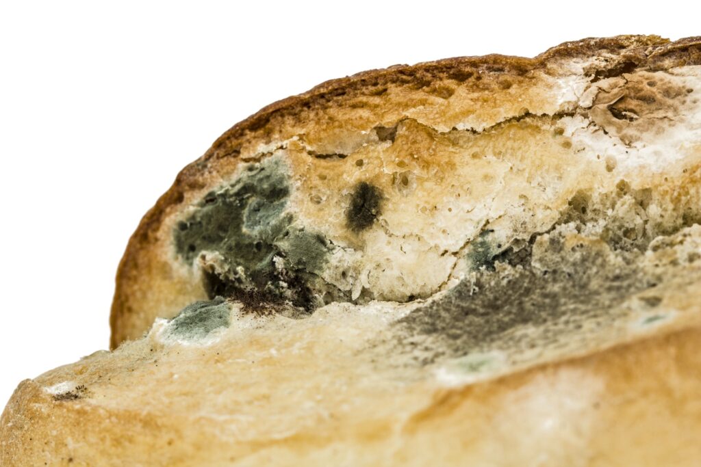 Nahaufnahme einer Brotscheibe mit grünem und grauem Schimmel auf weißem Hintergrund
